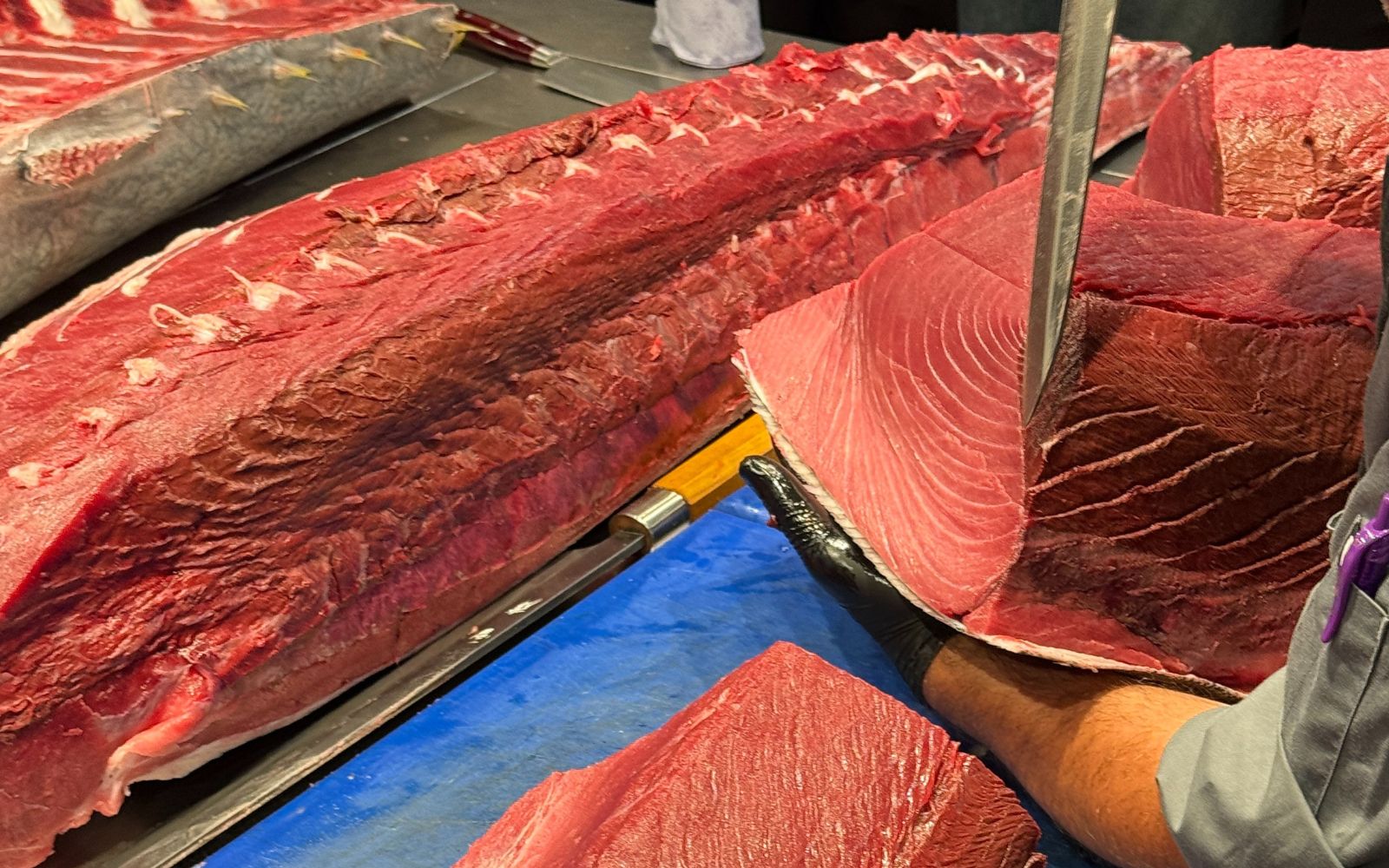 Tuna Fight Club — photo 4